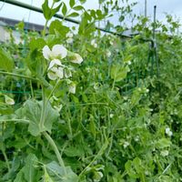 スナップエンドウの画像