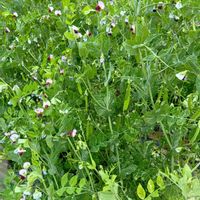 スナップエンドウの画像