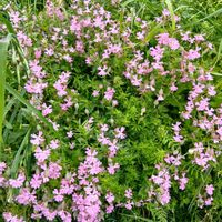 クフェアの画像