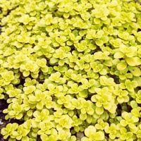 セダム,黄金丸葉万年草,寒冷地,おうち園芸,耐寒性ゾーン6bの画像