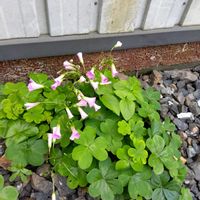 ムラサキカタバミの画像