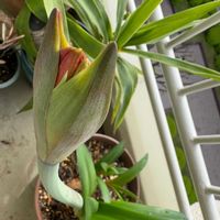 アマリリス,アマリリス,ビオラ,獅子王丸,健康第一☘️の画像