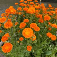 キンセンカの画像