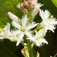 ミツガシワ,ミツガシワ,リュウキンカ,タニギキョウ,タニギキョウの画像