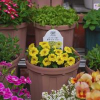 カリブラコア,スーパーベル,スーパーベル ポケット イエロー,スーパーベルポケット,PWの画像