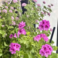 ペラルゴニウム,ローズゼラニウム,ベランダの画像