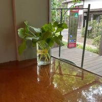 レモンバームの画像