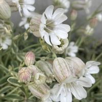 シレネ ナッキーホワイトの画像