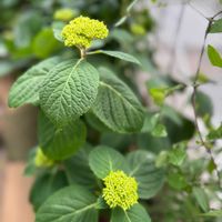 アジサイ,紫陽花,紫陽花の蕾,ベランダガーデニング,紫陽花 アジサイ あじさいの画像