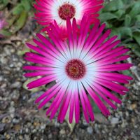 リビングストンデージ,まだまだ初心者,花のある暮らし,緑のある暮らし,世界中に幸せをの画像