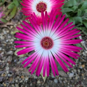 リビングストンデージ,まだまだ初心者,花のある暮らし,緑のある暮らし,世界中に幸せをの画像