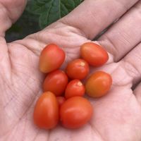 ミニトマト,ミニトマト,ミニトマト,屋上,初心者の画像