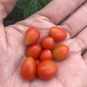 ミニトマト,ミニトマト,ミニトマト,屋上,初心者の画像