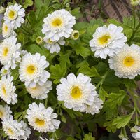 アスターの画像