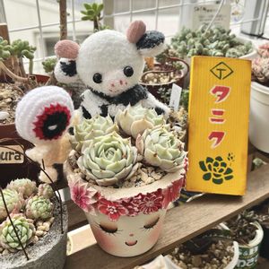 ローラ,葉挿し,ベランダ多肉,miyu鉢,日日是好日の画像