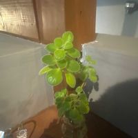 アロマティカスの画像