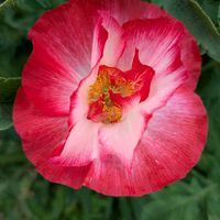 ヒナゲシの画像