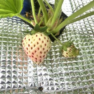 イチゴ,イチゴ,イチゴ,イチゴ,屋上の画像