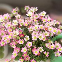 アジュガ,フランネルフラワー,ブルーベリー,雲間草,フレンチラベンダーの画像