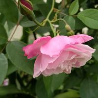 ゼラニウム,ばら バラ 薔薇,ちっちゃいものクラブ,金曜日の蕾たち,がんに負けるな！の画像