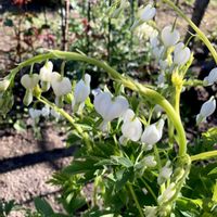 タイツリソウ,ケマンソウの画像