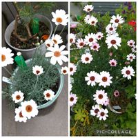 ローダンセマムの画像