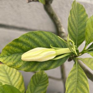 クチナシ,金曜日の蕾たちの画像