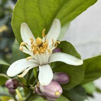 レモン,庭木の花の画像