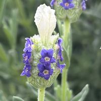 レースラベンダー,ラベンダー　フェアリーパープル,フレンチラベンダー・カプチーノ,ラベンダー カスティーリャーノ,夏越し・冬越しの画像