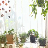 リプサリス,リプサリス,スイカぺぺ,窓辺の植物たち,グリーン！グリーン！グリーン！の画像