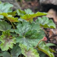 カンナ,モミジアオイ,ヒューケラ,西洋オダマキ,コルジリネ コーヒークラシックの画像