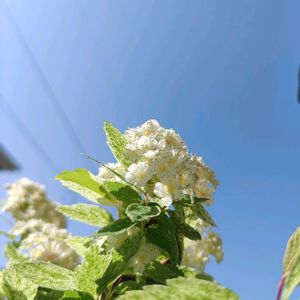 イロハモミジ,斑入りコデマリ ピンクアイス,空と,キュンキュン乙女倶楽部,若葉のころの画像