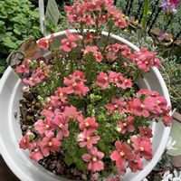 ネメシア,鉢植え,可愛らしい,花のある暮らし,濃いピンク色の画像