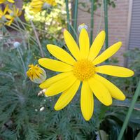 ユリオプスデージー,ユリオプスデージー,ユリオプスデージー♡, ユリオプスデージー,黄色のお花の画像