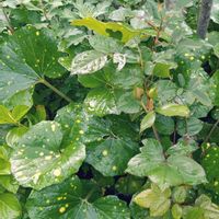 イソギク,イチハツ,ツワブキ,ユキノシタ,ミニバラの画像