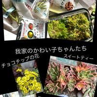 コチレドン ,バラと夢CLUB,自己満足のpic,fumifumi大好き❤️物,繋がりに感謝ありがとう❣️の画像