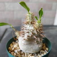 パキポディウム,塊根植物,午後のひととき,ベランダの画像