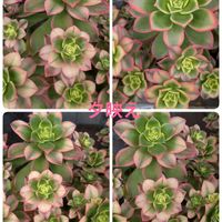 夕映え,アエオニウム 夕映え,植え替え,可愛い❤,ピンク❤︎ピンクの画像