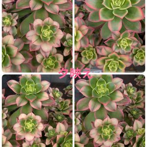 夕映え,アエオニウム 夕映え,植え替え,可愛い❤,ピンク❤︎ピンクの画像