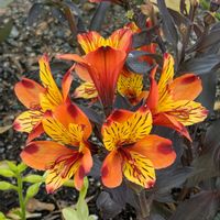 アルストロメリア,公園散歩,今日のお散歩,歩くの大好き♡の画像