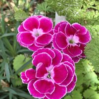 ビデンス,ジニア,ダイアンサス,チューリップ,バラの画像