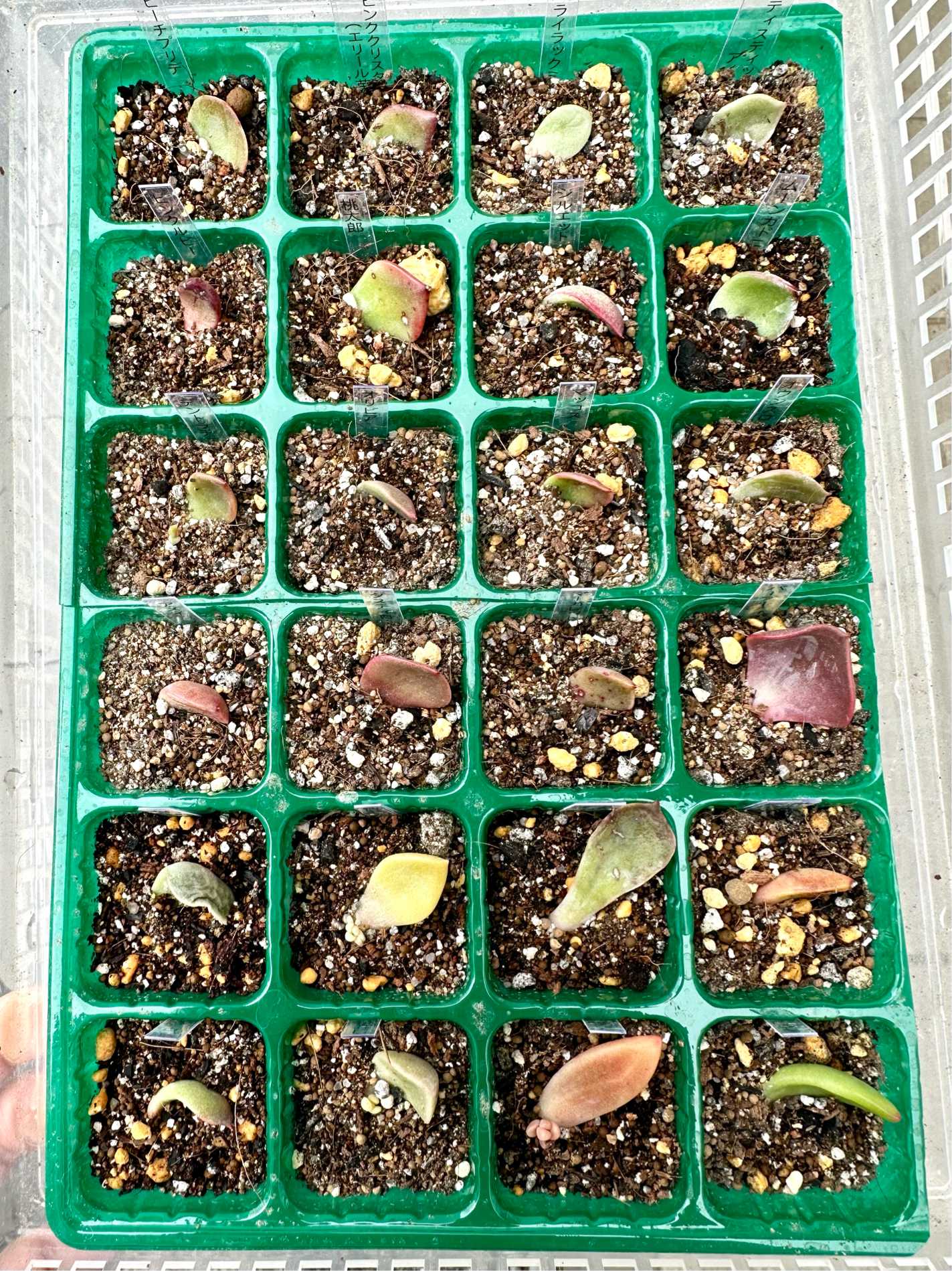 24種類の葉挿しチャレンジ｜🍀GreenSnap（グリーンスナップ）
