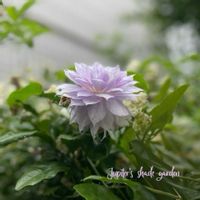 セイヨウオダマキ,クレマチス‘ベルオブウォーキング’,オダマキ　カスティールブルー,ナチュラルガーデン,ジャンクガーデンの画像