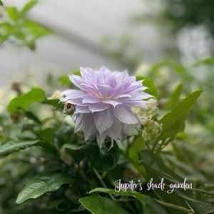 セイヨウオダマキ,クレマチス‘ベルオブウォーキング’,オダマキ　カスティールブルー,ナチュラルガーデン,ジャンクガーデンの画像