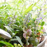 寄せ植え,花のある暮らし,花と暮らす,ベランダの画像