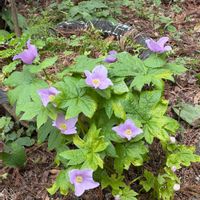 シラネアオイの画像