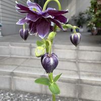 ラグラス バニーテール,ラグラス バニーテール,西洋オダマキ　クレメンタイン,オダマキ クレメインタイン パープル,西洋オダマキ クレメンタイン ダークパープルの画像