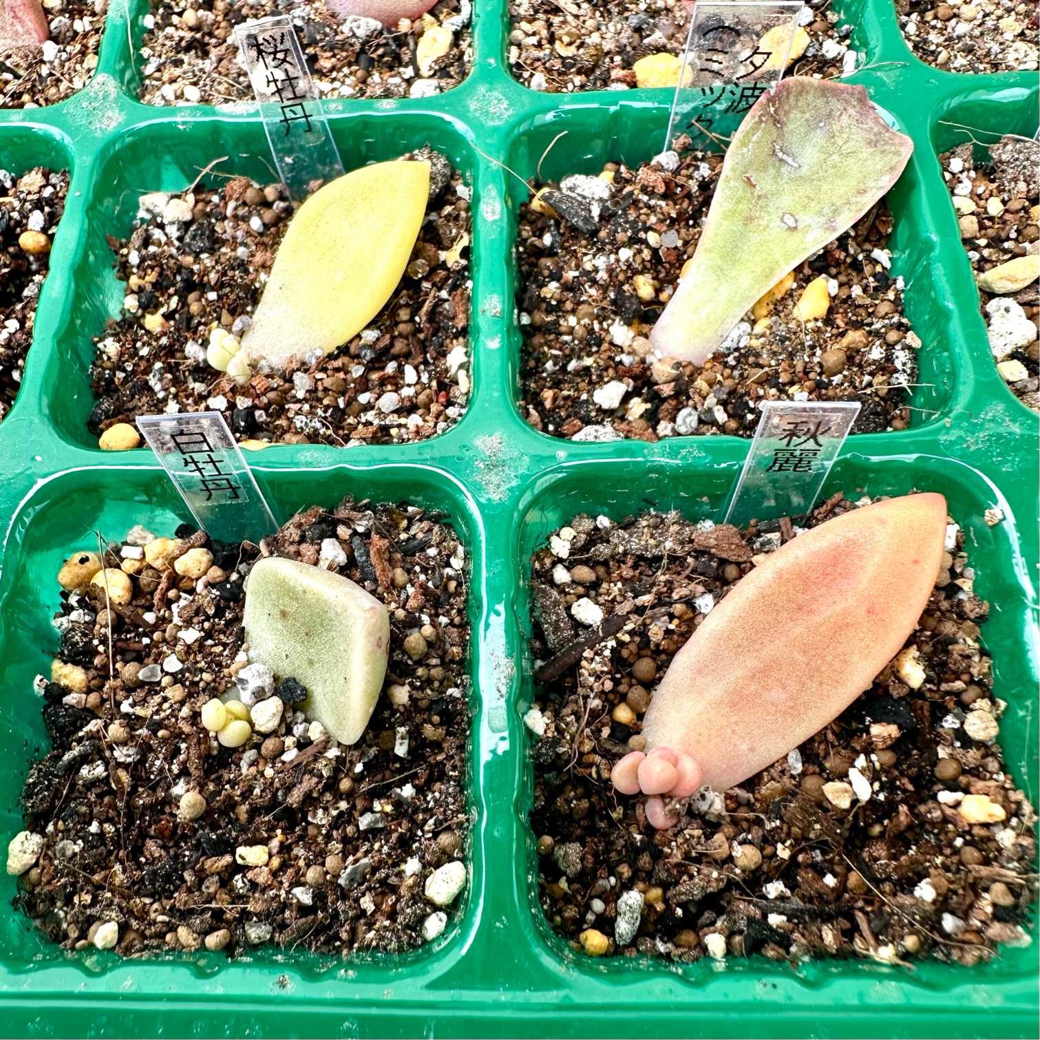 24種類の葉挿しチャレンジ｜🍀GreenSnap（グリーンスナップ）