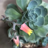 エケベリア,庭の画像