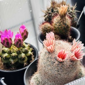 マミラリア 満月,サボテンいろいろ,レーダ丸,エスコバリア属　エムスコエッテリアーナ,サボテンの花の画像